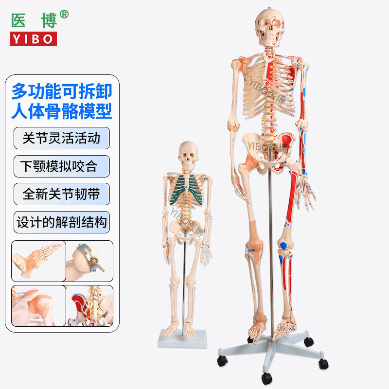 医博 45cm 85cm 180cm仿真人体骨骼模型骨架可拆卸 人体脊柱模型小白骷髅标本 正骨教学展示模型