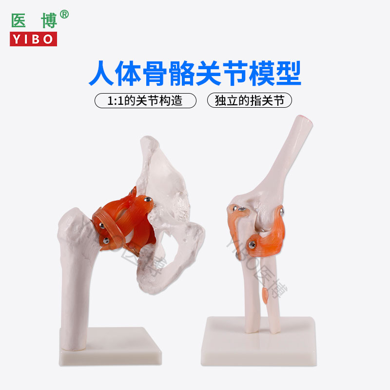 医博人体骨骼骨架模型六大关节骨骼模型人体手骨骼模型髋关节骨骼模型膝关节骨骼模型骷髅手模型假手模型