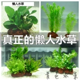 Украшение воды -Современная павлинская рыба вулканическая каменная вода