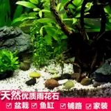 Натуральный дождь цветок камень галька танк озеленение грубые белый камень