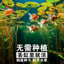 Water plant fish tank water grass bowl lotus water grass seed seed lazy novice landscape water lily grass tank decoration package