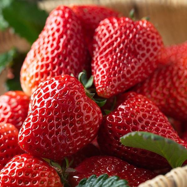 贡福鲜 红颜草莓 2斤 天猫优惠券折后¥26.9包邮(¥36.9-10) 贡福鲜 红颜草莓 2斤 天猫优惠券折后¥26.9包邮(¥36.9-10)