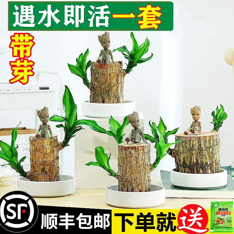 Brazilian wood lucky wood flowering suitable for office decoration pendulum pieces Green Planted Potted Plants Indoor Good Breeding Gruter Trees 