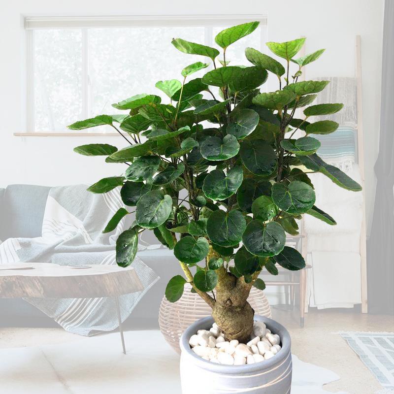 Money pot pot plant green plant large green plant in large green plant room, more money tree four seasons evergreen