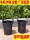农用挑粪桶加厚熟料黑色挑水桶灌溉多用途桶桶系桶架舀子水瓢耐用