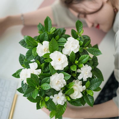 【大盆栀子花带花苞发货】 盆栽 室内花卉绿 植 水培除甲醛植