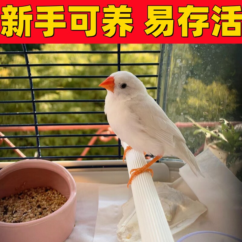 珍珠鸟家庭鸟宠物鸟:一对灰珍珠鸟白珍珠鸟,让你的家充满生机与活力!🌟-鸟-淘宝好物网