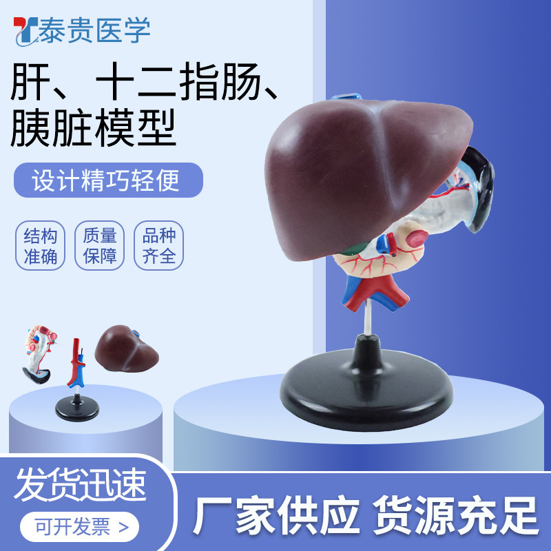 肝胰十二指肠模型人体内脏解剖模型