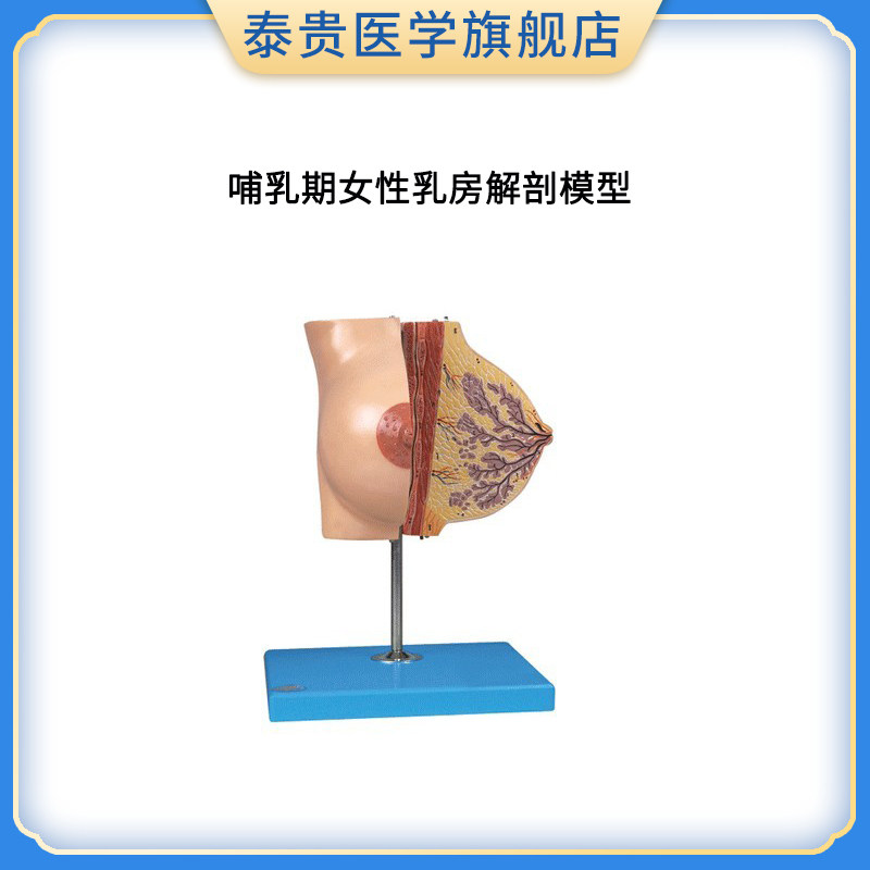 哺乳期女性乳房解剖模型 女性静止期乳房模型 丰胸美容模型 妇科模型