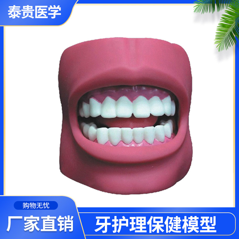 泰贵医学TG/K4牙护理保健模型（带脸颊自然大）口腔清洁教学练习模具
