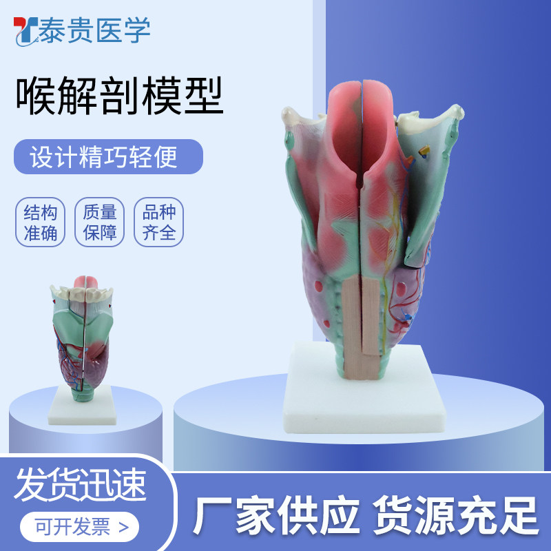 喉解剖模型模拟人喉解剖模型