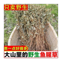 客家特色中草药鱼腥草 折耳根农家干货天然野生养生茶500g