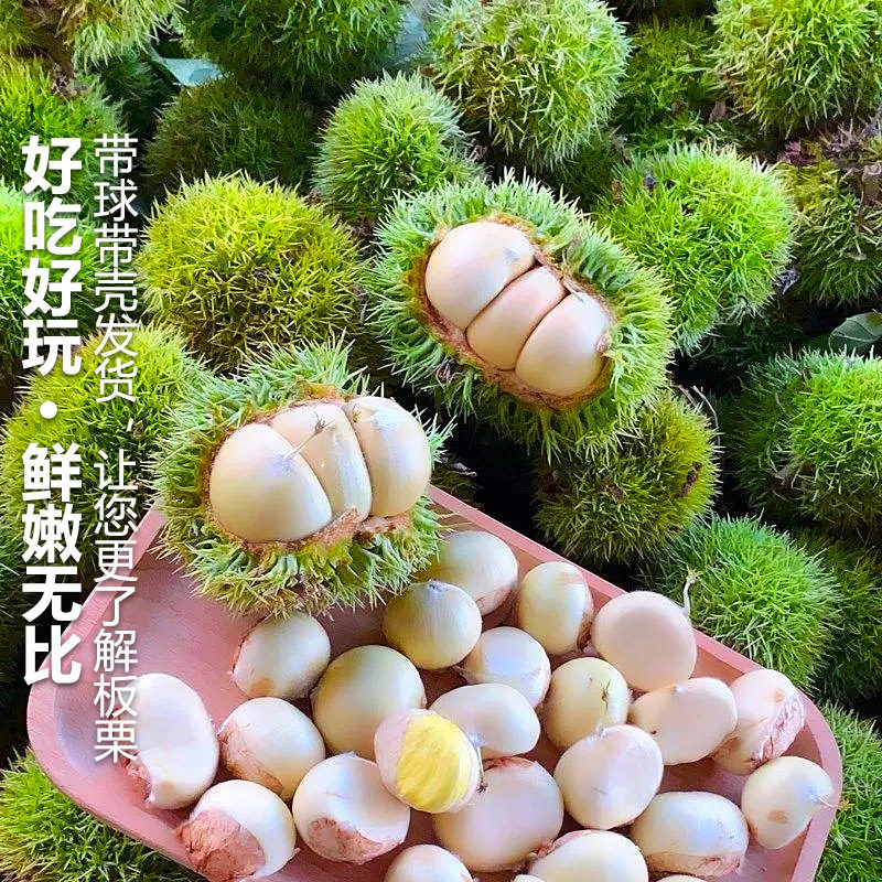 2025新品来袭!带球嫩栗子,白皮新鲜生板栗,白壳毛栗子,新货带刺毛球发货!🌰 -新鲜板栗-淘宝百科网