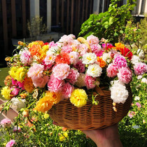 épais Petal Sun Fleur de graines de la saison des graines Sept graines de fleurs colorées Fleurs intérieures faciles à vivre Courtyard Graines de semences en plein air Semences