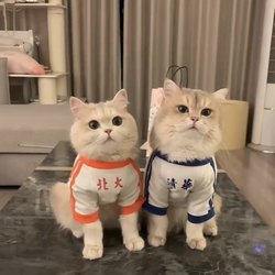 Cat Clothes for Autumn, Cute and Shedding-Resistant, ins Golden Gradient Ragdoll Cat British Shorthair Pet Spring and Autumn T-Shirt Two-Legged Outfit