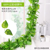 Пять листьев клейкой зеленой славы