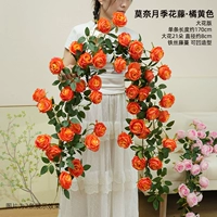 Оранжевый крупноцветковый вариант розовой лозы Моне, цельный кусок длиной 1,7 метра.