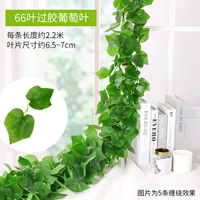 5 оборудования для клейких листьев винограда