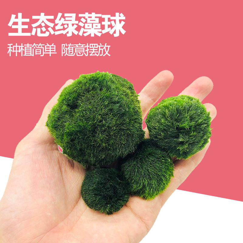 Fish tank Aquarium Building Landscape Decoration Green Algae Ball Size true water Grass plant living prospect Grass sloth water algae ball