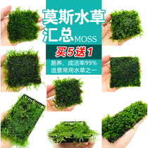 Fish tank Sink Wood Moss Water Grass Crystal Deer Antlers flames tearful and convulsive Mosmos negative living plants