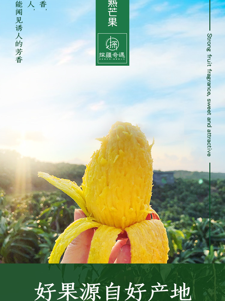 [樹上熟]海南貴妃芒果