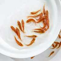 P60-Red Carp 2-3 см 30 бесплатно, чтобы получить 3 анти-пожизнения