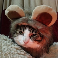 Шляпа льва имеет небольшие плавающие волосы