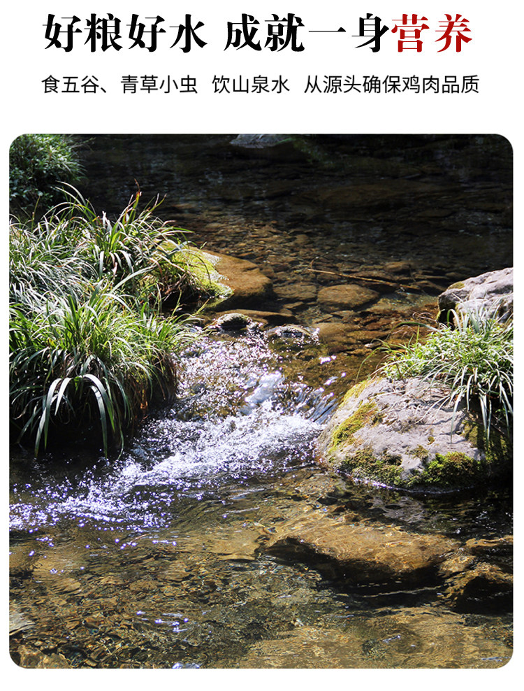 彦伯 散养走地鸡 三黄鸡 单只净重670g以上 图6