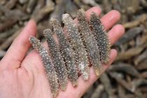 180 peels thorns bald cucumber sea cucumber the new upper-level ginseng power faction civilian ginseng hair clean and simple light dry 50g