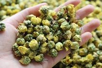 Jiangsu Tongxiang chrysanthemum color golden bright taste authentic half-open flower bud nectar taste sweet and rich 100g