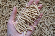 Large Prince Shen Bao Ma recommends full dry long strips of new ginseng flavor rich thick thick bar color good no broken 100g