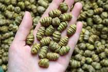 Large purple skin Dendrobium fleshy meat compact rich gum not bitter color dark green Dendrobium fragrance heavy hands big head