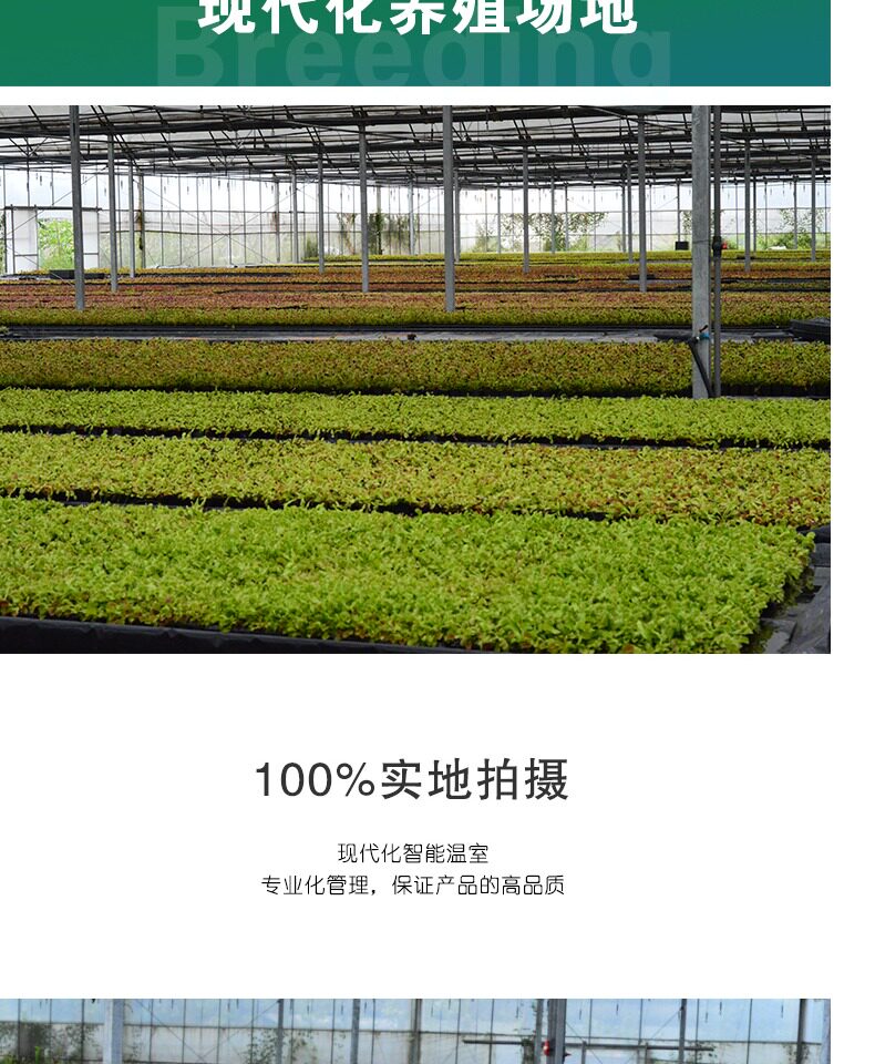 насекомоядное растение 狸藻水生陆生雨林缸耐阴植物禾叶小白兔挖耳草小型盆栽食虫植物
