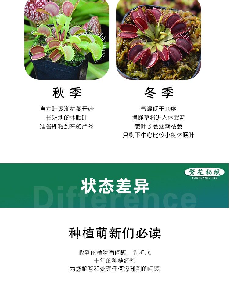 насекомоядное растение 狸藻水生陆生雨林缸耐阴植物禾叶小白兔挖耳草小型盆栽食虫植物