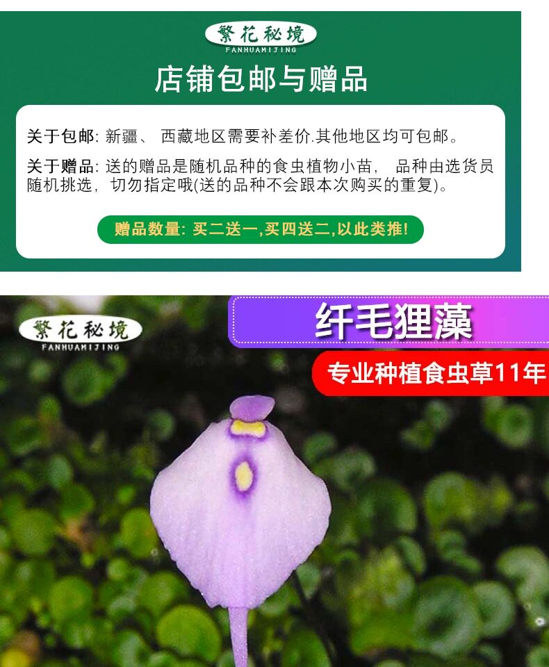 насекомоядное растение 狸藻水生陆生雨林缸耐阴植物禾叶小白兔挖耳草小型盆栽食虫植物