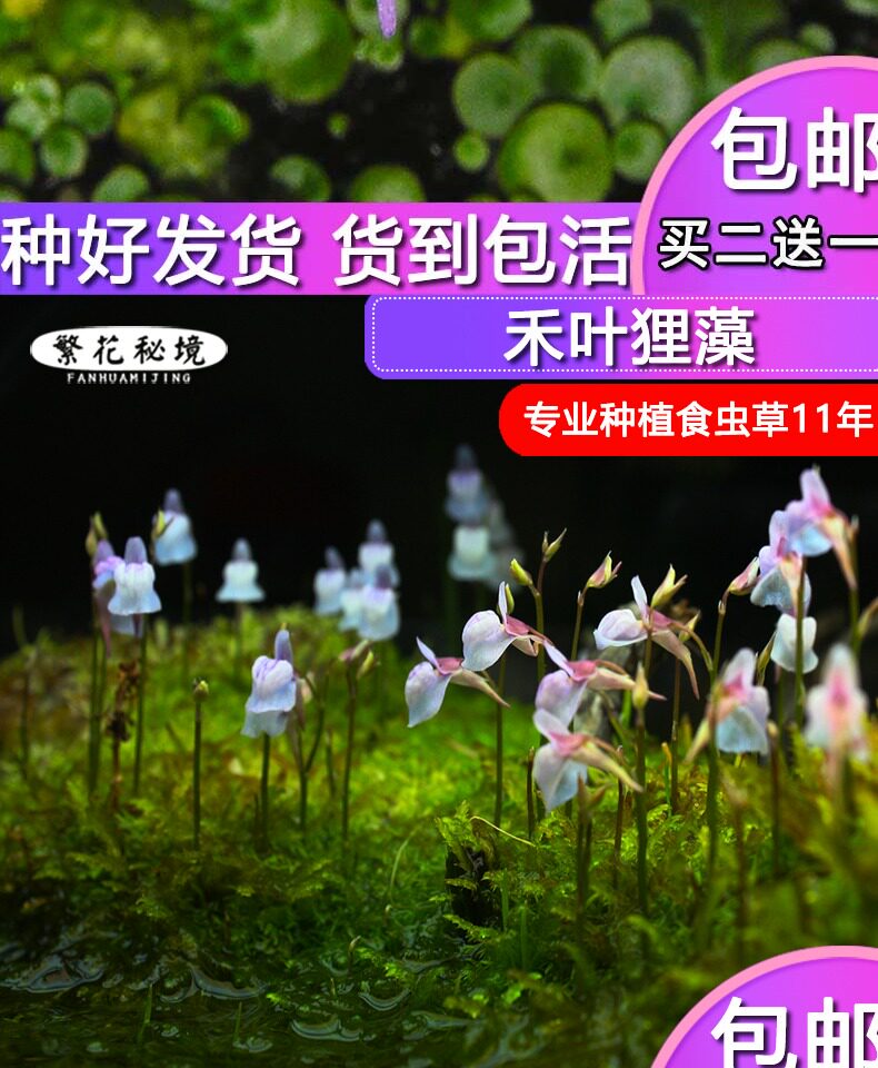 насекомоядное растение 狸藻水生陆生雨林缸耐阴植物禾叶小白兔挖耳草小型盆栽食虫植物