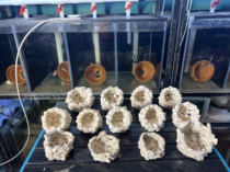 Anti-run anemone nest nipple nest bionic Java stone dead stone permeable water culture culture multi-porous landscaping please come to the store.