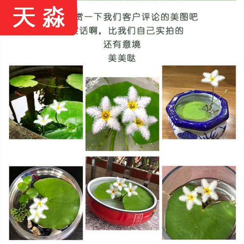 Рыба -аквариум для утки водные травы