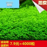 Водная травянистая травяная кожаная новичка Живые