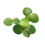 Рыба -аквариум для утки водные травы