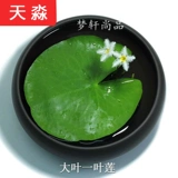 Рыба -аквариум для утки водные травы