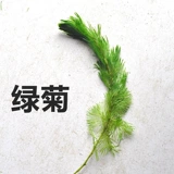 Cao Grass Live Body негативное после пейзажа, водяная трава ленивая, хорошо очистить качество воды рыбной ландшафт золотой рыб