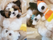 Handmade imported pet hair clamping hair comb with Swaro drill BB clamp West Schmarzis York