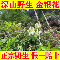 Honeysuckle sulfur-free honeysuckle tea Qinghuo tea bagged mountain honeysuckle dry bulk 500g alpine rock wall wild growth