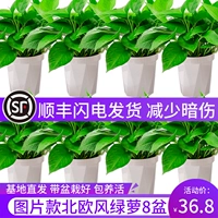 Зеленое горшечное места для жилья орхидея, чтобы устранить формальдегидные цветы и растения самим