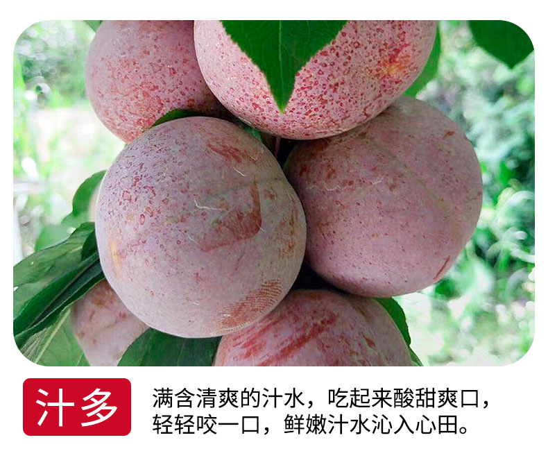 古江新鲜水果芙蓉李红心李5斤带箱批发