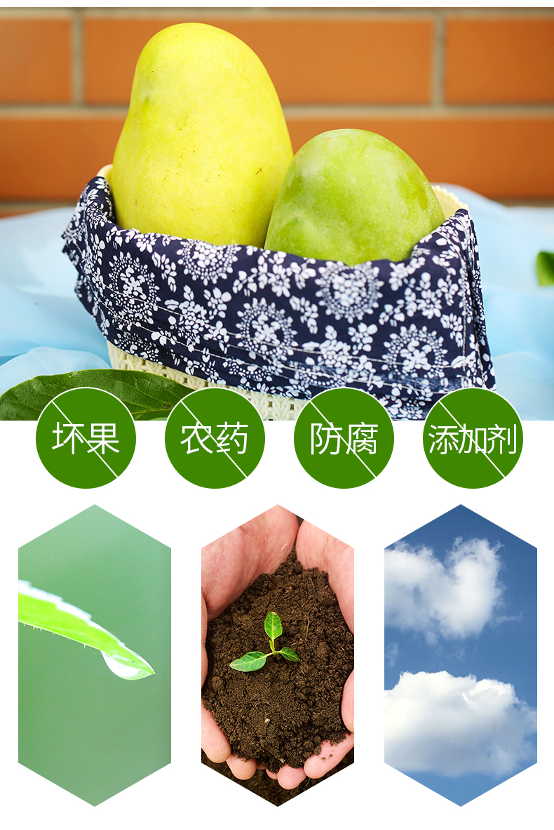 四川 凯特芒 净果9斤 单果250-500克 图3