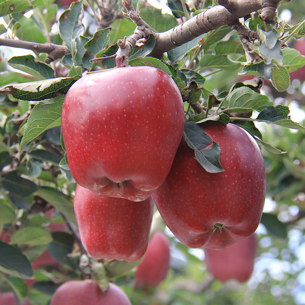 黄岩东魁杨梅 甘肃天水花牛苹果 带箱10斤 双重优惠折后￥21.8包邮
