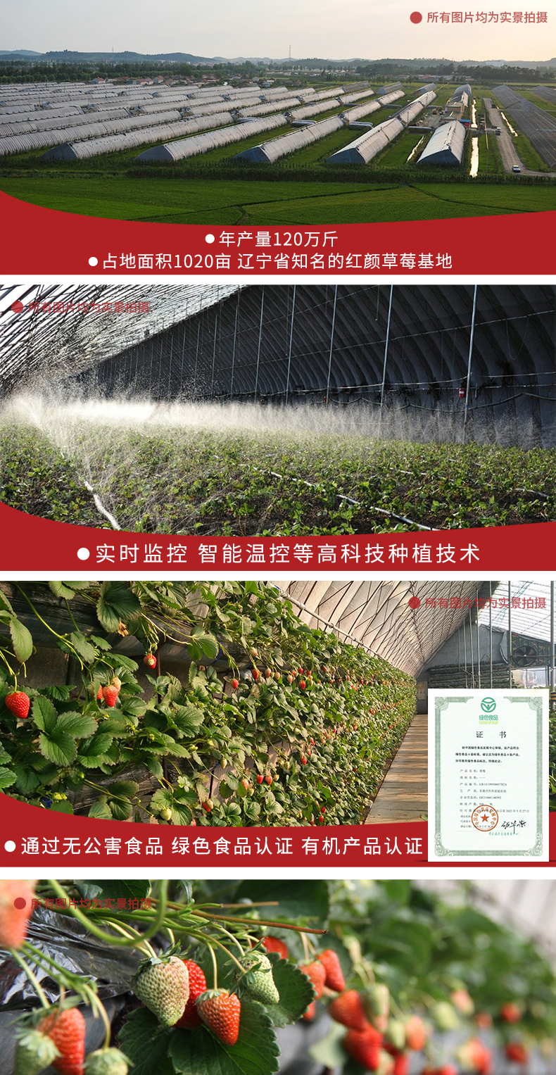 玖玖农场 丹东东港 99红颜奶油草莓 3斤 图10
