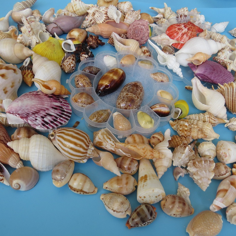 Natural Great Sea Snail Shell Sea Star Specimen Gift Box For Children Marine Life Kop Material Kindergarten Gift-Taobao